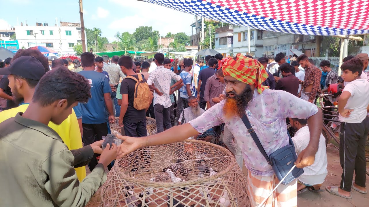 রাজশাহীর বিখ্যাত কাটাখালী কবুতরের হাট,  রোজ শুক্রবার #viral #pigeon #viralvideo #kabootar #birds 