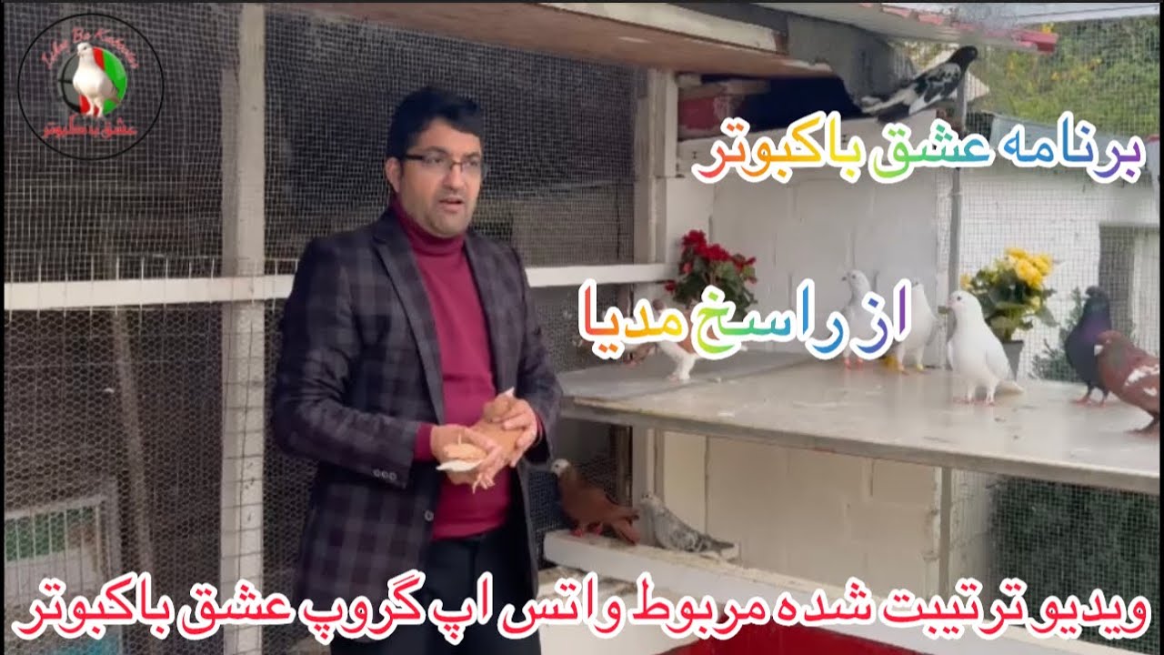 کبوترهای اصیل افغانی مربوط گروپ عشق باکبوتر تقدیم دیدارتان