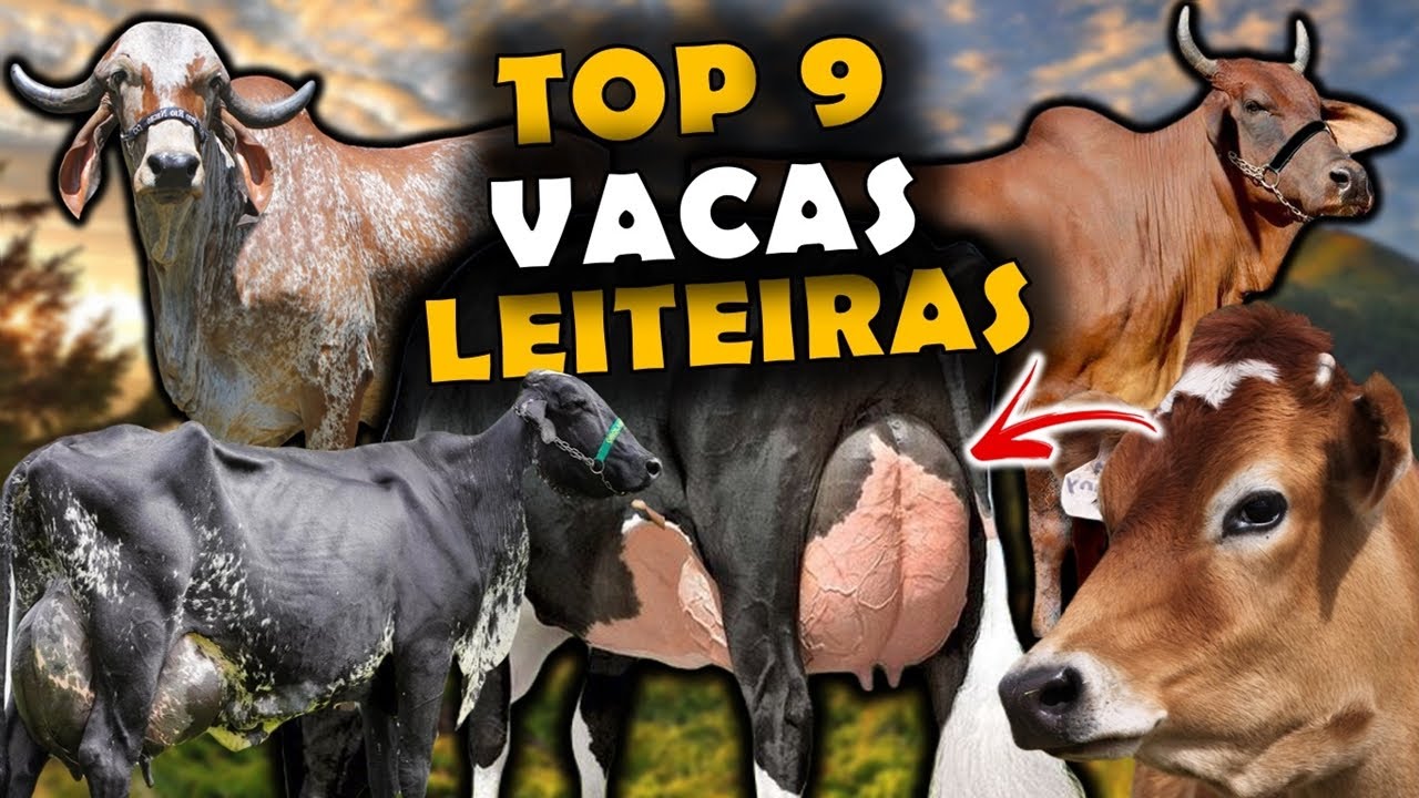 AS 9 PRINCIPAIS RAÇAS DE VACAS DE LEITE NO BRASIL - ATUALIZADO - RAÇAS DE VACAS LEITEIRAS
