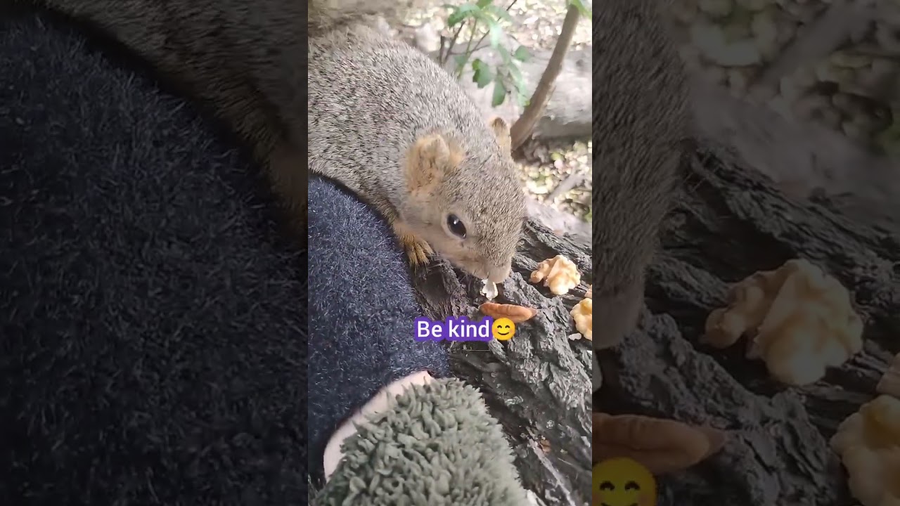 Selectively Allowed Filming: #1 Avocado Fan Squirrel 012126