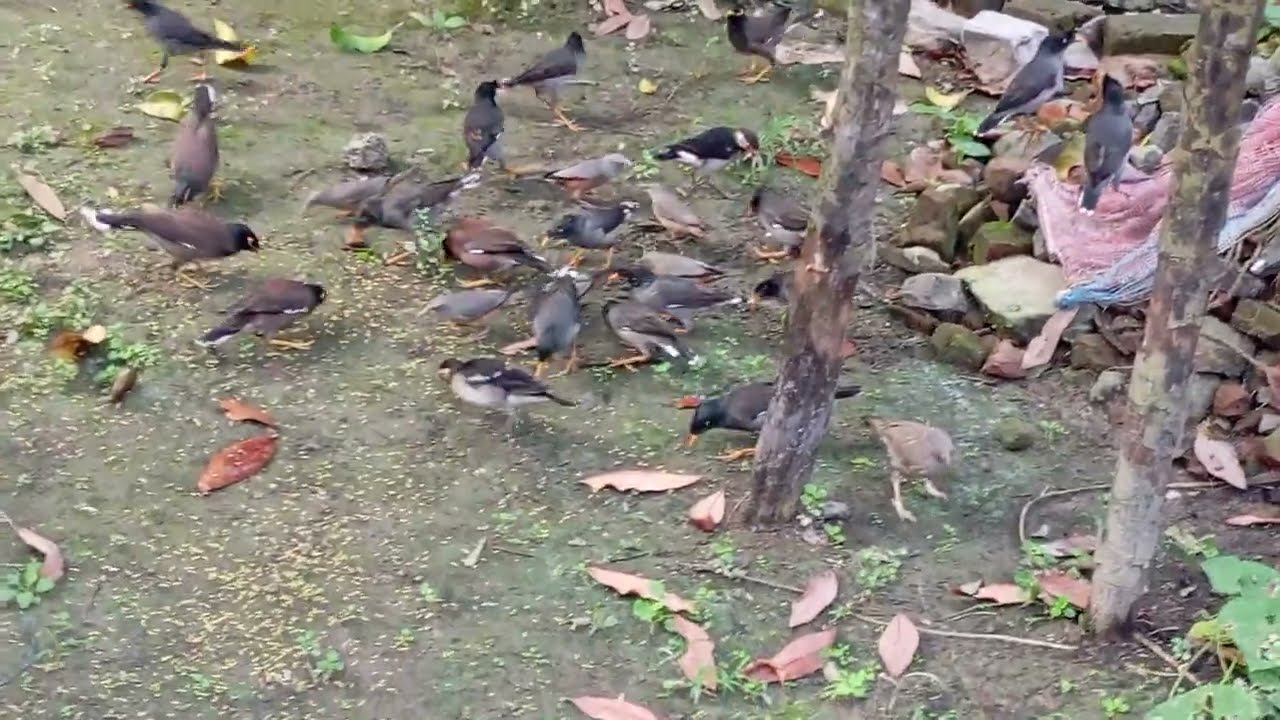 পাখিরা মুড়ি খায় না, সে ভাজি খায়,| রুচি পাল্টাচ্ছে পাখিদের |
