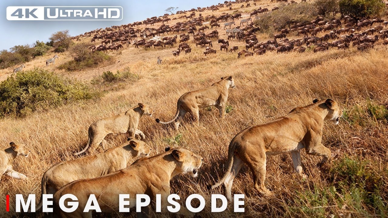 WILD SAVANNAH | The Survival Journey in the Land of Predators | Nature Animal Documentary