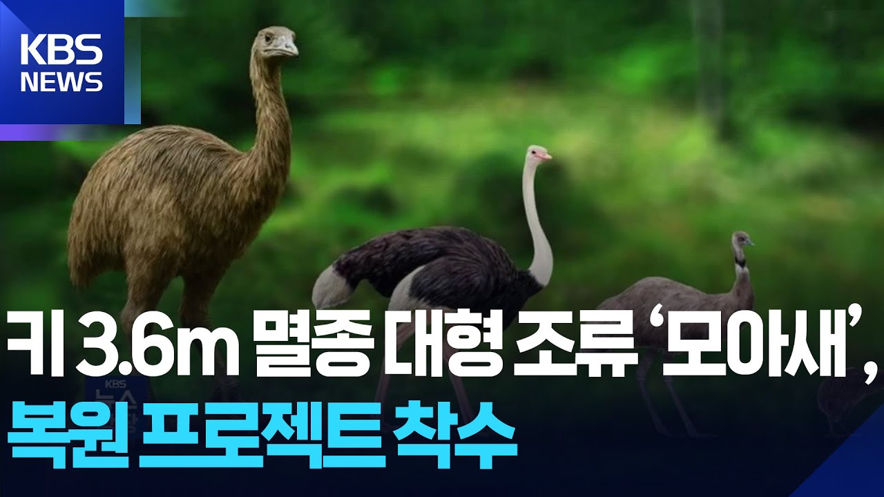 키 3.6ｍ 멸종 대형 조류 &lsquo;모아새&rsquo;, 복원 프로젝트 착수 [잇슈 SNS] / KBS  2025.07.14.