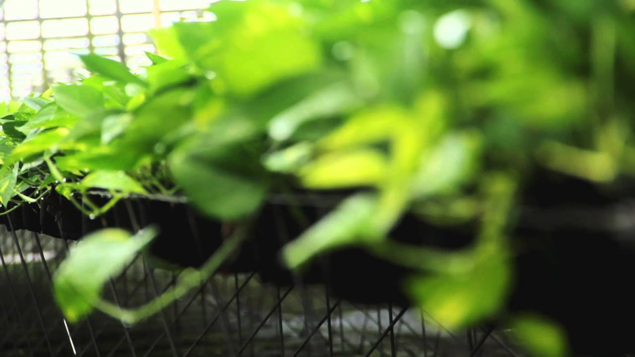 Caring for your Pothos