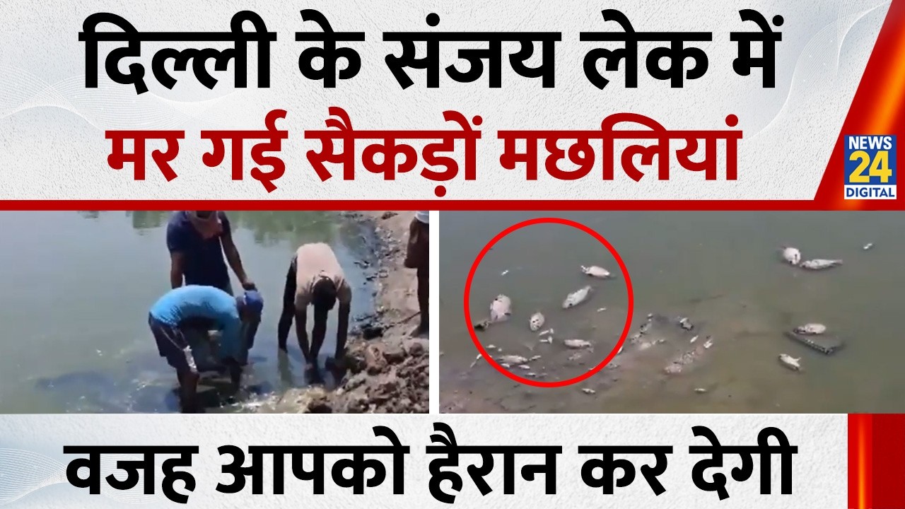 Delhi के Sanjay Lake में मिलीं बड़ी संख्या में मरी हुई मछलियां, वजह कर देगी आपको हैरान