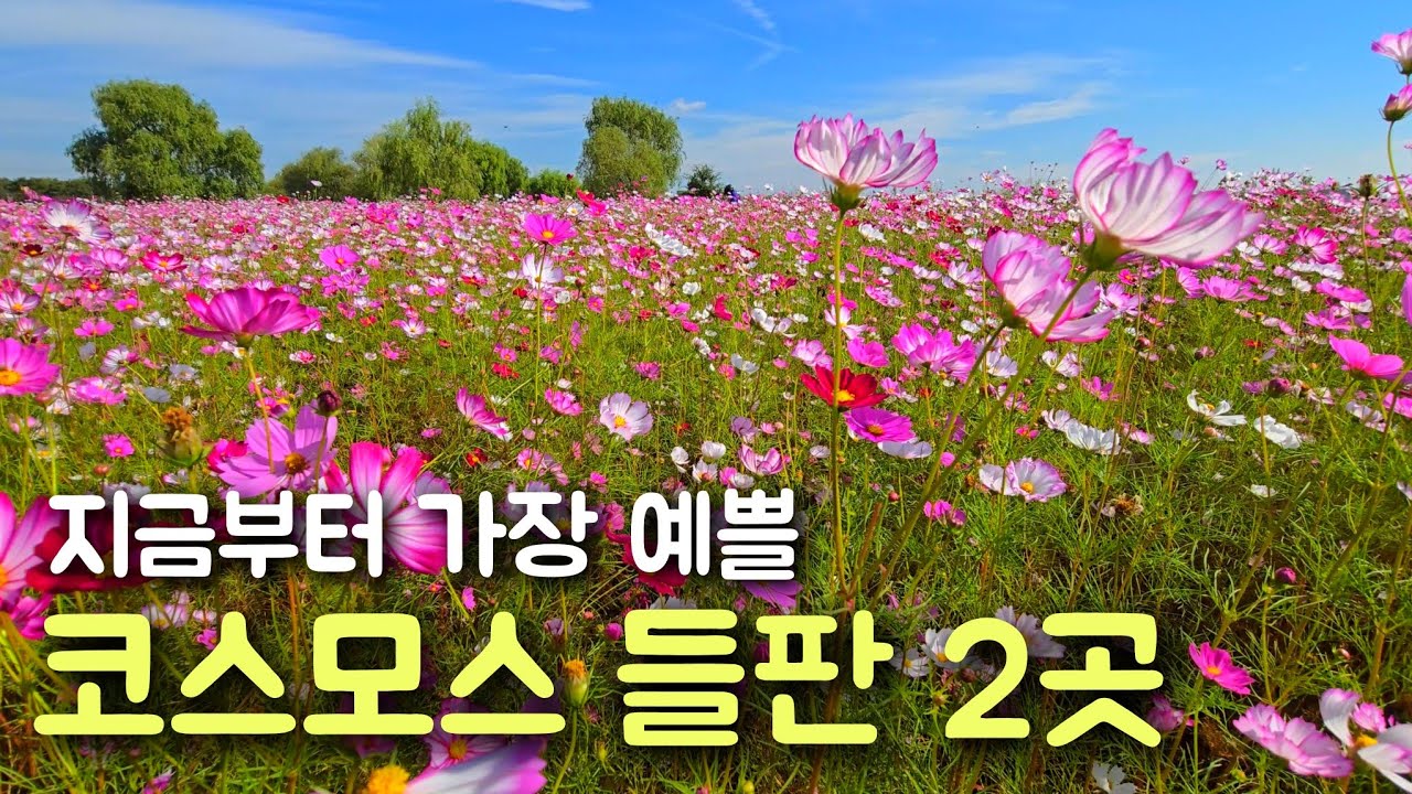 만개한 코스모스 가득한 평택 오성강변, 경관농업단지입니다. 평택여행, 평택명소, 가을여행, 가을축제