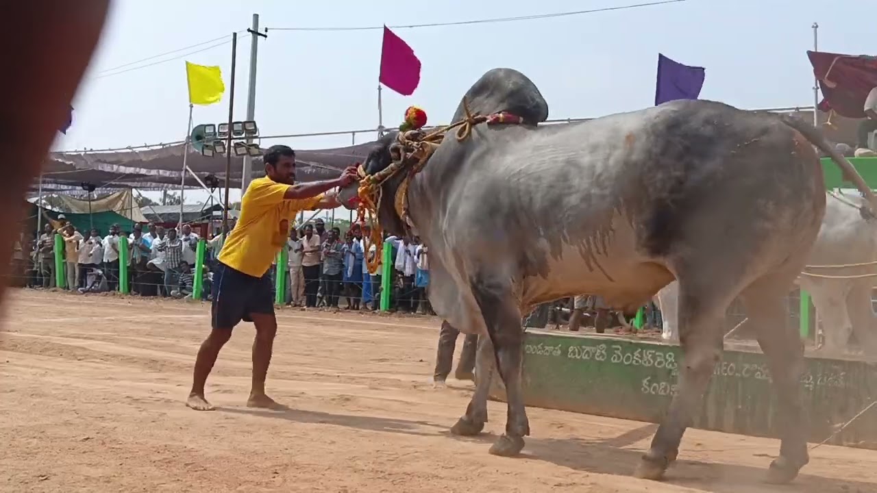 మేళ్లచెరువు సబ్ జూనియర్ విభాగం లో 7వజత పెరుమాళ్ళ శివకృష్ణగారుయామిని మోషన్ శ్రీ కొత్తపాలెం  రామారావు 