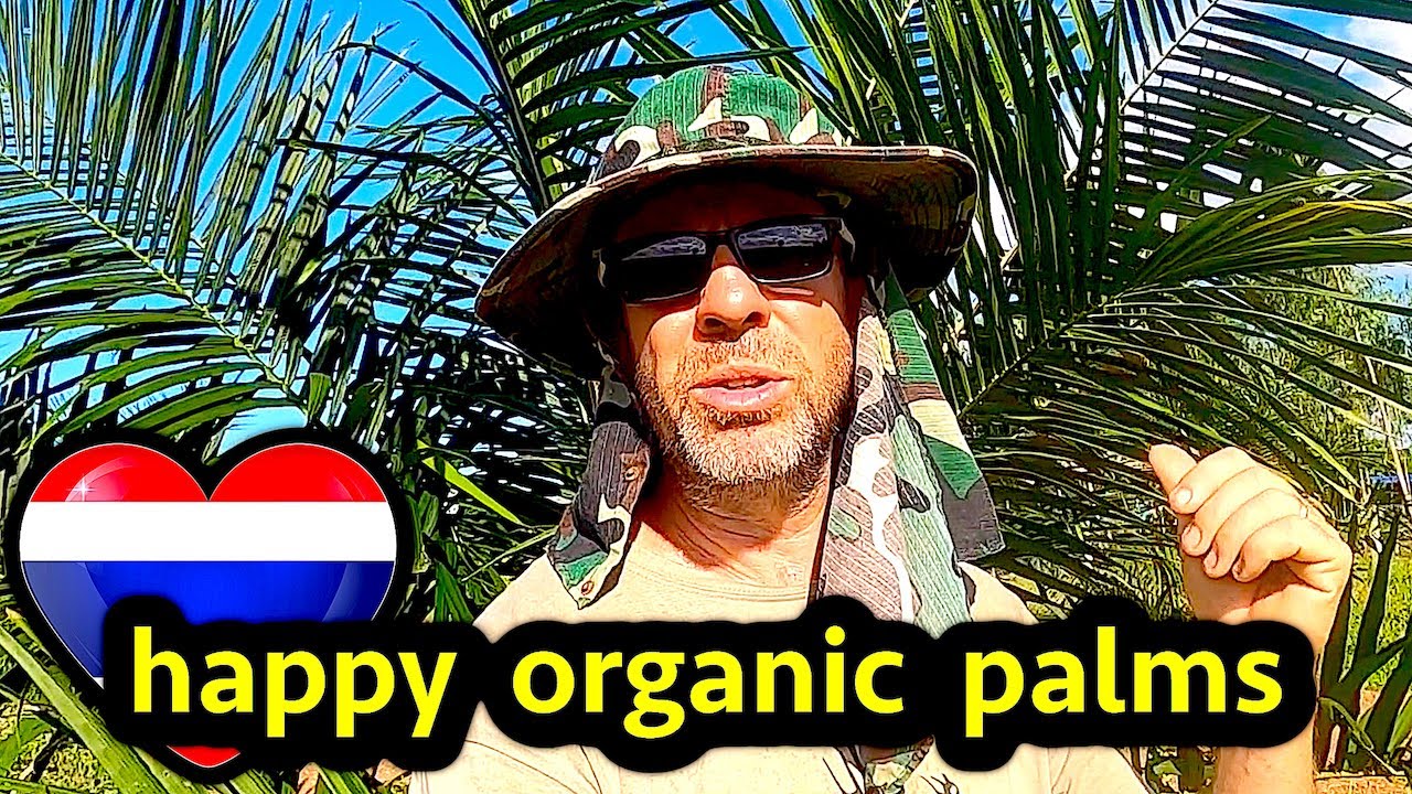 GROWING Organic Palm Oil Trees in Thailand