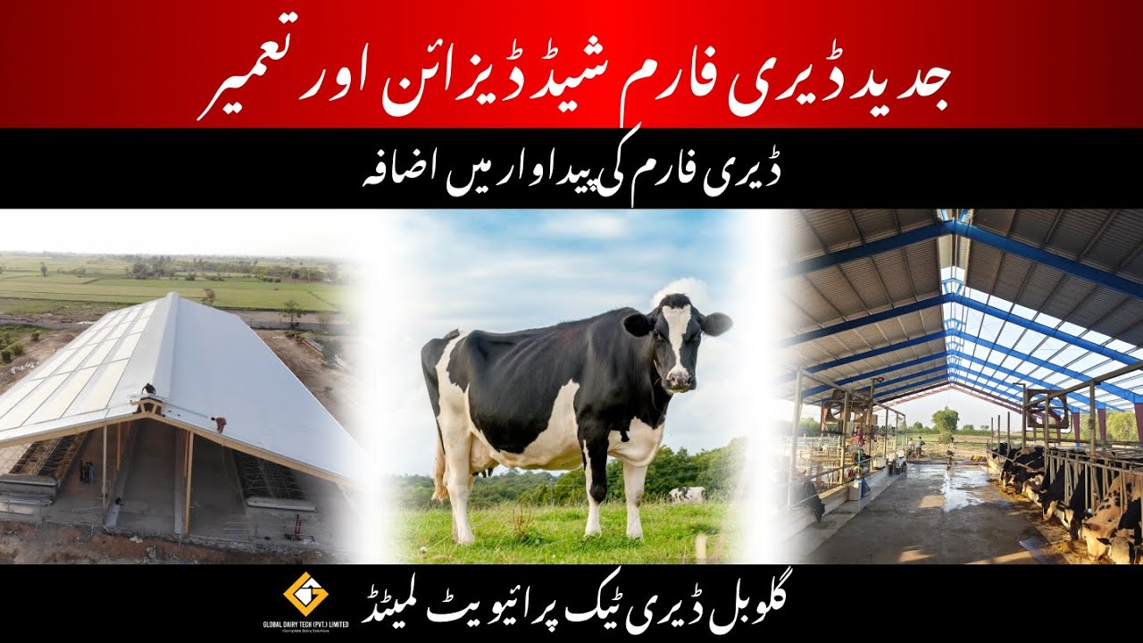 Modern Dairy Farm Shed Design and Construction By Global Dairy Tech Pvt Ltd.
