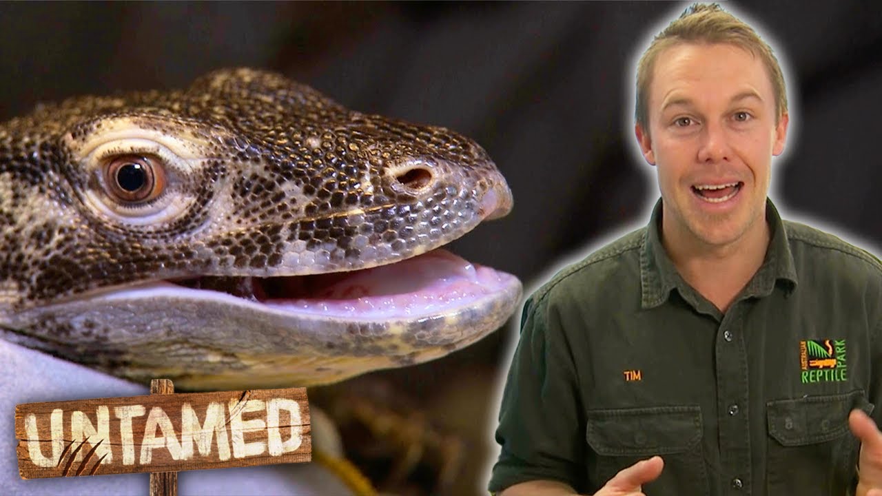 The Reptile Park Has Received Brand New Komodo Dragons! 🦎 | The Wild Life Of Tim Faulkner | Untamed