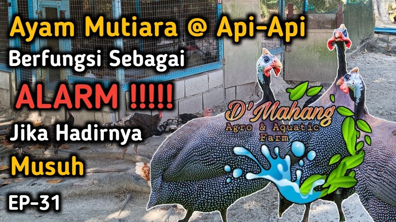 EP 31 - Ayam Mutiara @ Api-Api Sangat Berguna Sebagai Pemberi Amaran Jika Kehadiran  Musuh