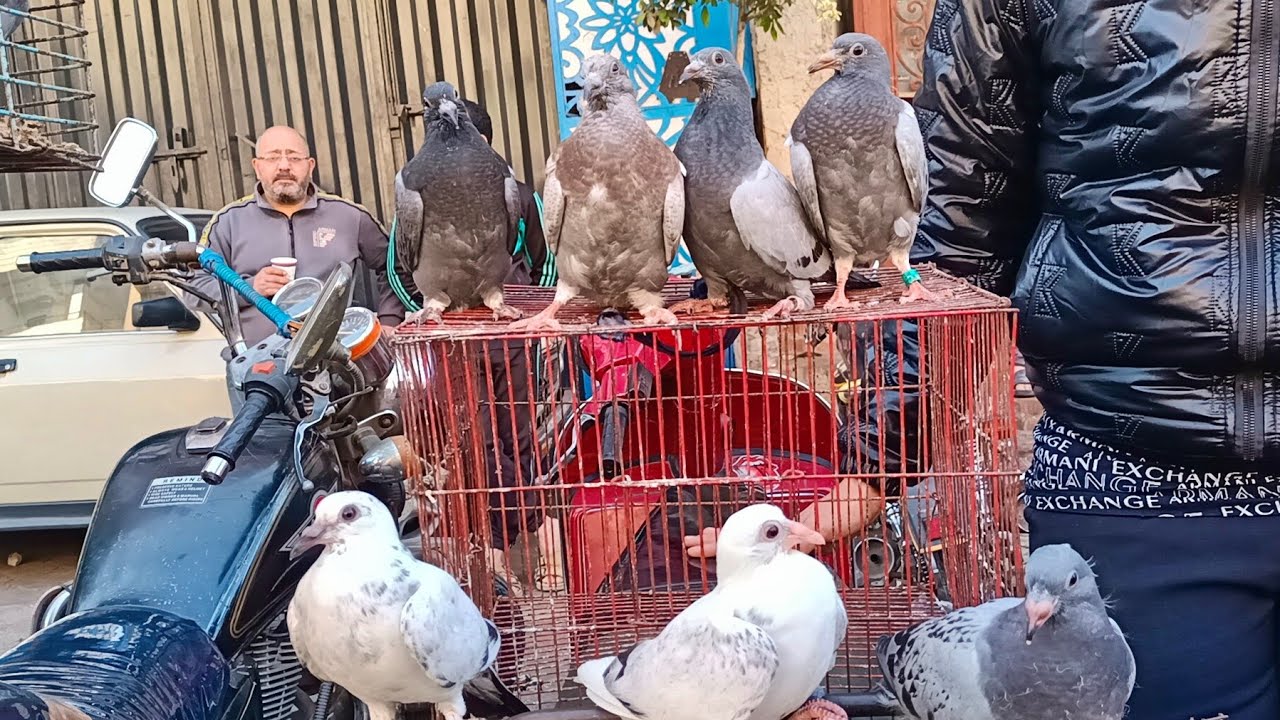 سوق الجمعه 😱 أسعار 💸 الحمام الغزار والزوجل وزغاليل والكلفه 🌽 وملتزمات الحمام وارقام تليفون #العناني