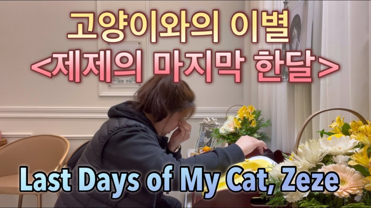 Last days of my cat, Zeze [제제 고양이와 마지막 한달]