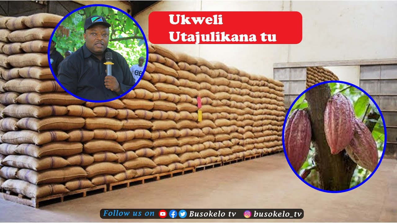 Sakata la Kokoa Kyela Bado Hakijaeleweka/Mbunge Akerwa na Kinachoendelea