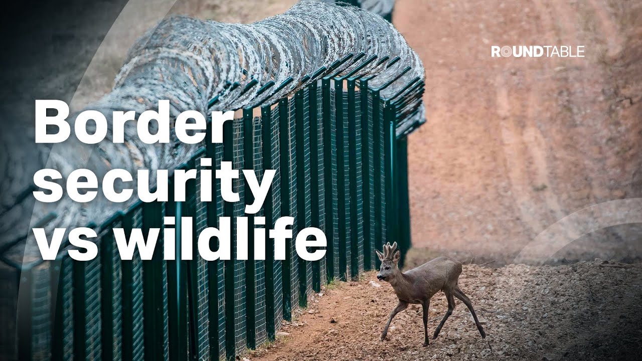 How are border defences destroying global wildlife?