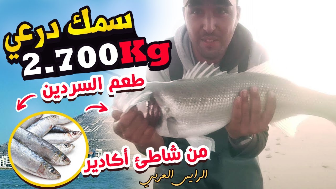 صيد سمك درعي باليل 🌒🌙  بشاطئ اكادير🎣👍موسم جديد