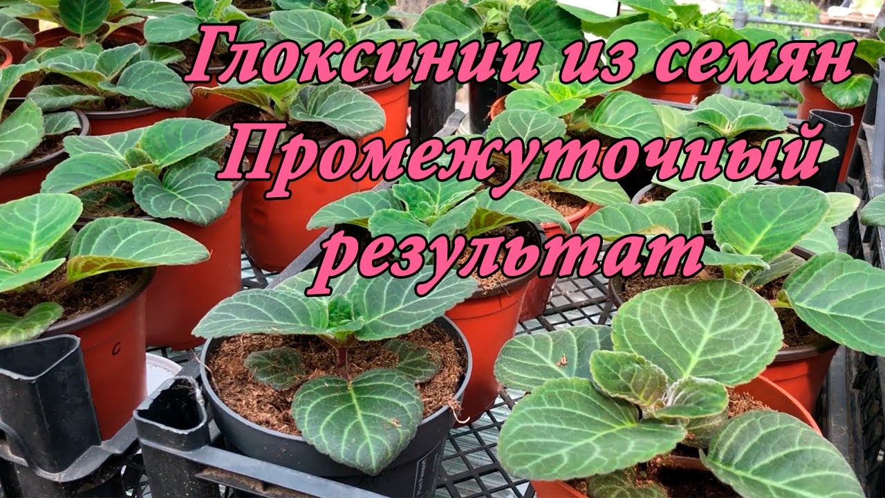 Выращивание Глоксиний из семян. Промежуточный результат. 8 часть