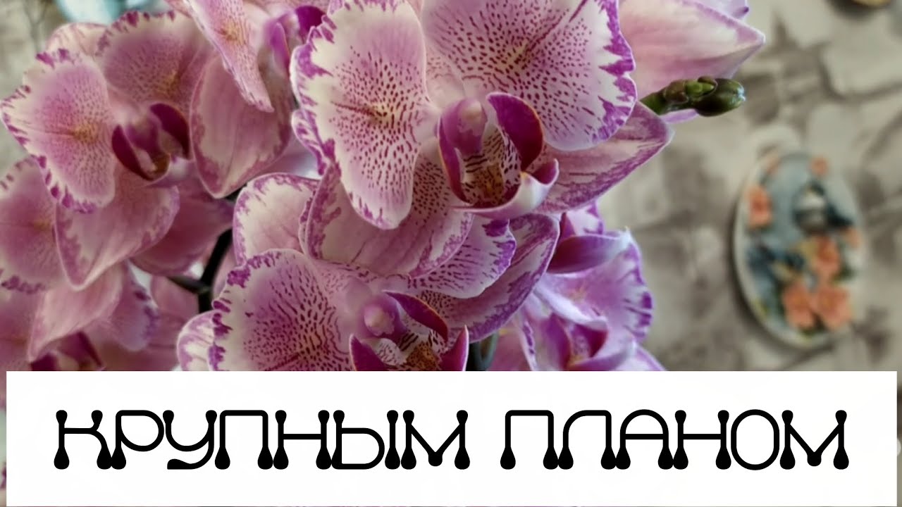 Крупным планом орхидеи #prettyromance#piratepicotee#appolon