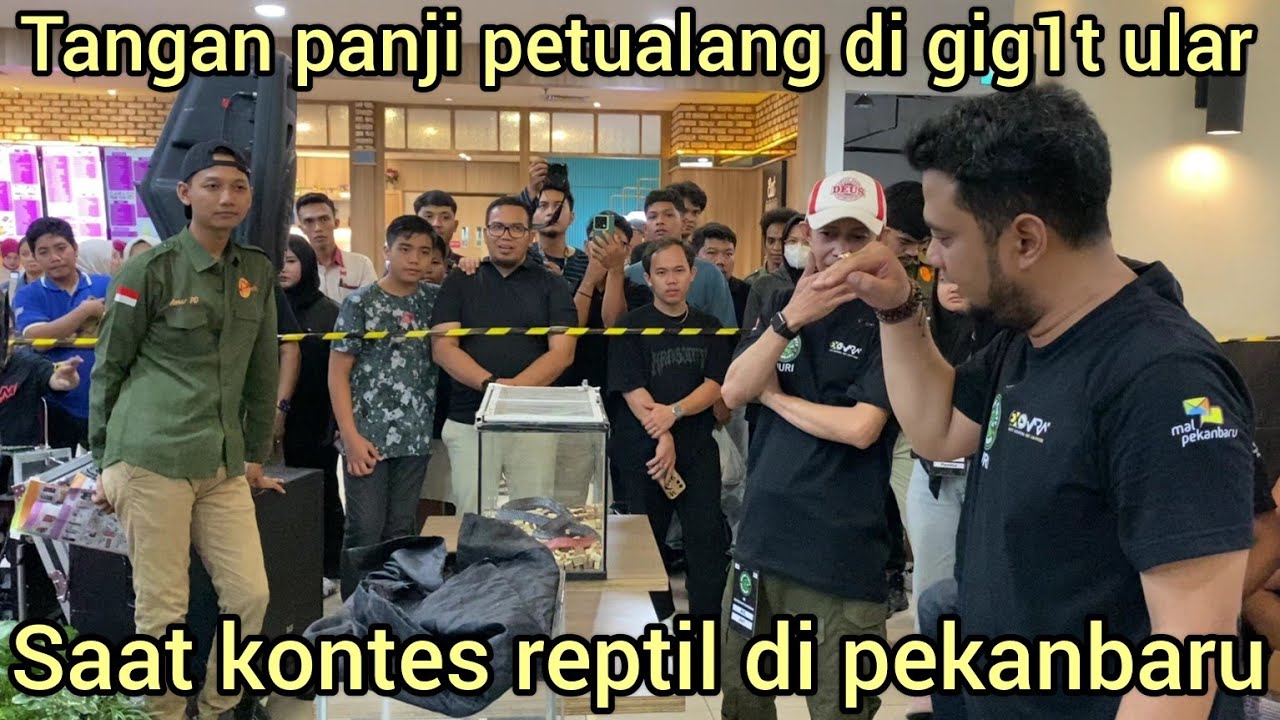 PANJI PETUALANG DI GIG1T ULAR SAAT KONTES REPTIL DAN MAU BAWA PULANG ULAR COBRA UNIK DARI RIAU