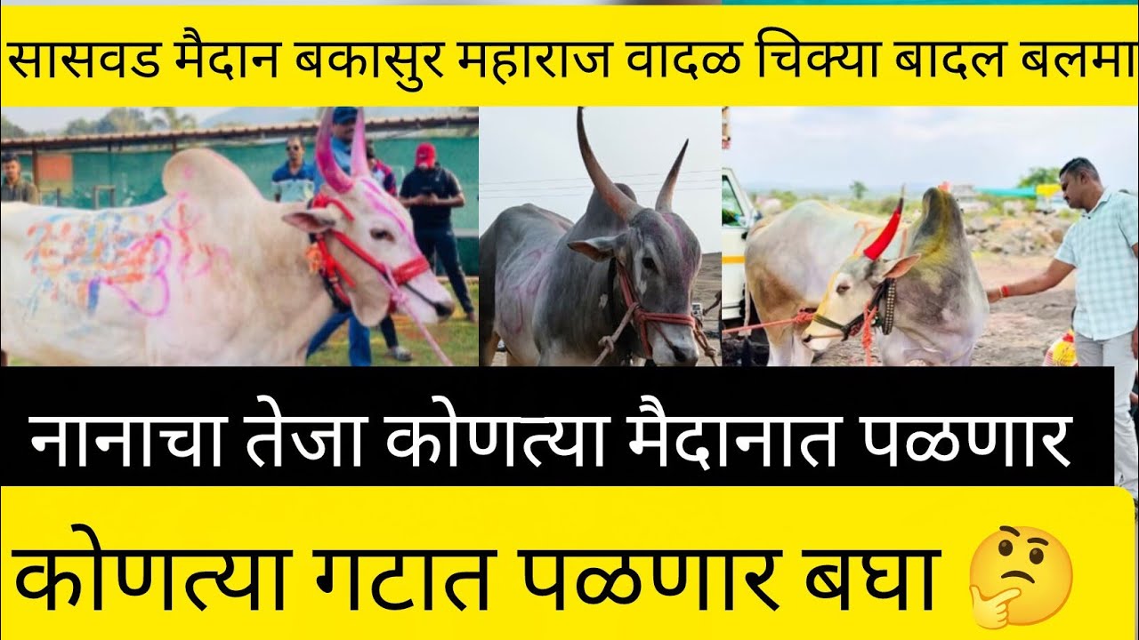 सासवड मैदान बकासुर महाराज वादळ चिक्या बादल बलमा कोणत्या गटात पळणार!नानाचा तेजा कोणत्या मैदानात पळणार