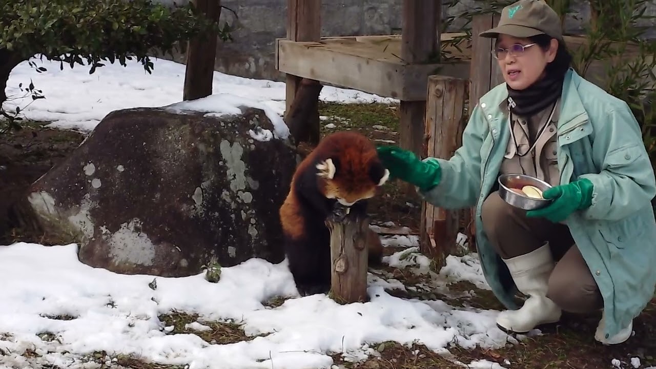 20260112 トロリヨウヨウの食事　安佐動物公園