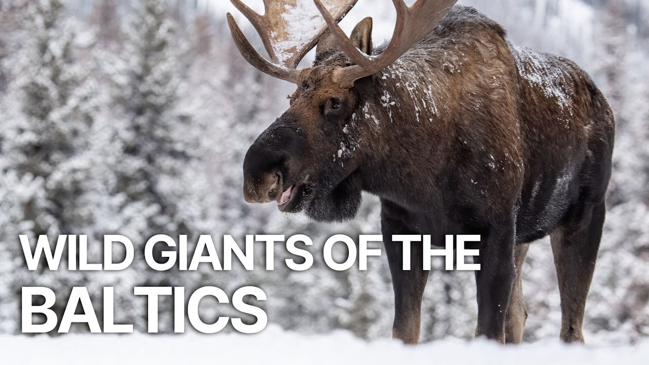 Matsalu Moose: Wild Giants of the Baltics | Baltic wildlife documentaries