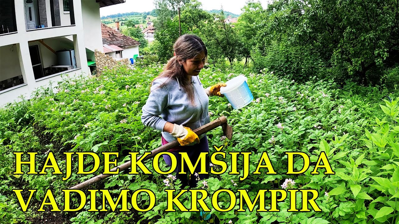 IZVADILI SMO PRVI KROMPIR I RUČAK KOD KONE