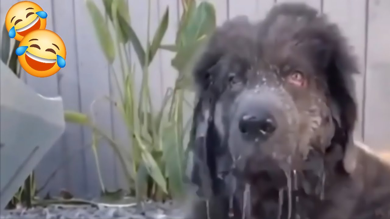 Funny videos about animals.  Cats, dogs, birds and another animals #2026. 😀