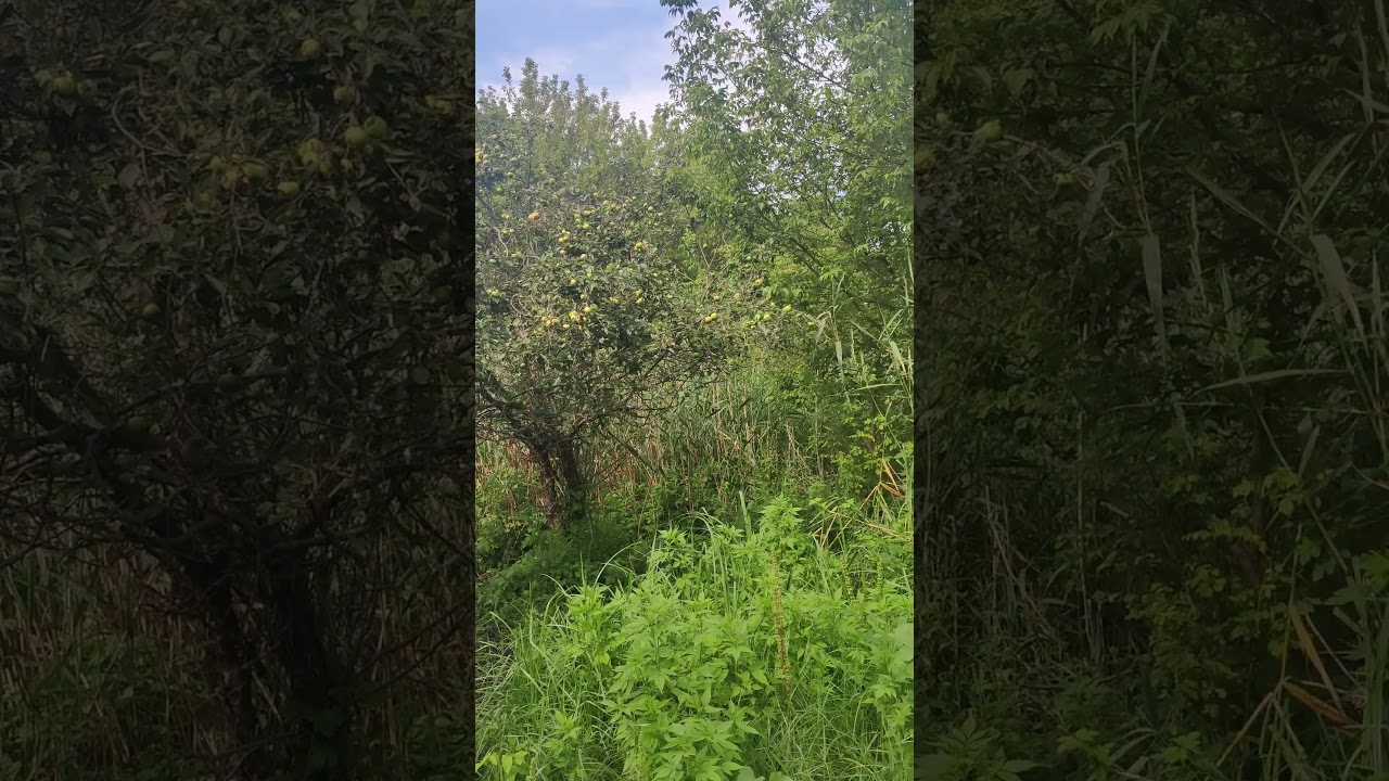 #Яблоня в Диком Лесу #Apple tree in the wild #forest 4k Nature Beauty Video