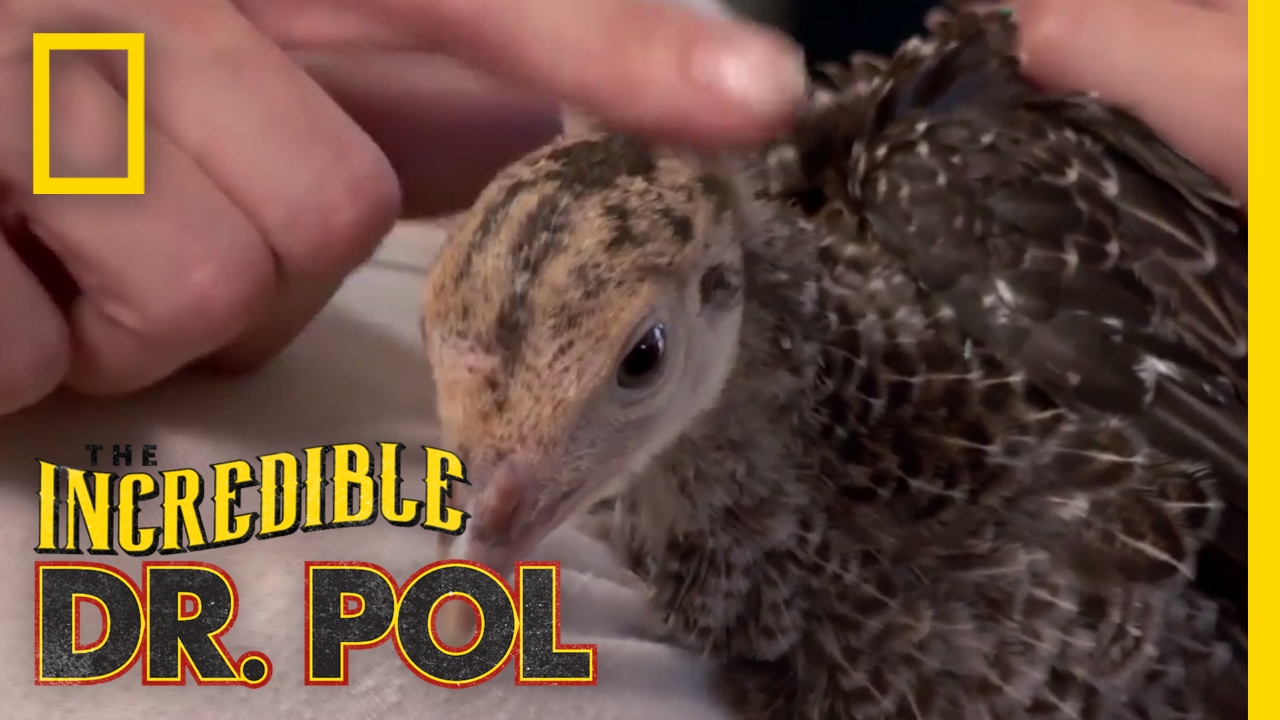 A Bumblefoot Discovery | The Incredible Dr. Pol