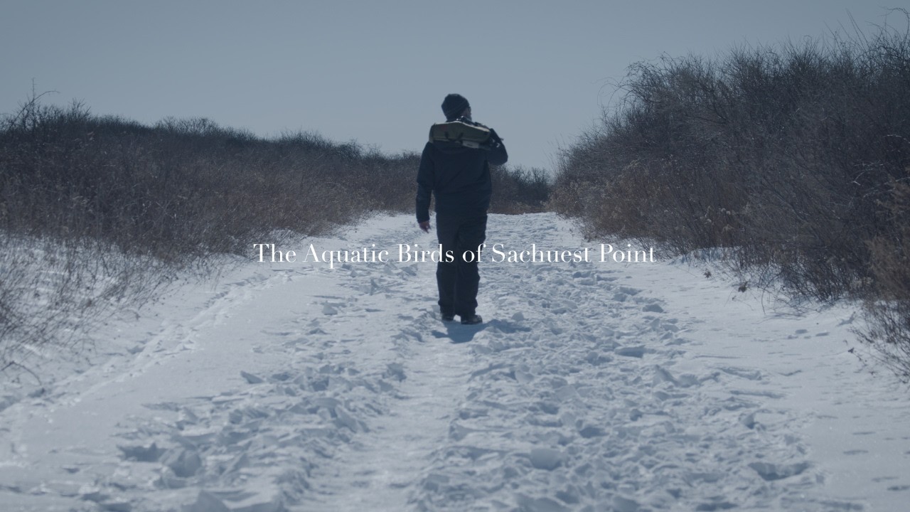 The Aquatic Birds of Sachuest Point | Exploring Nature
