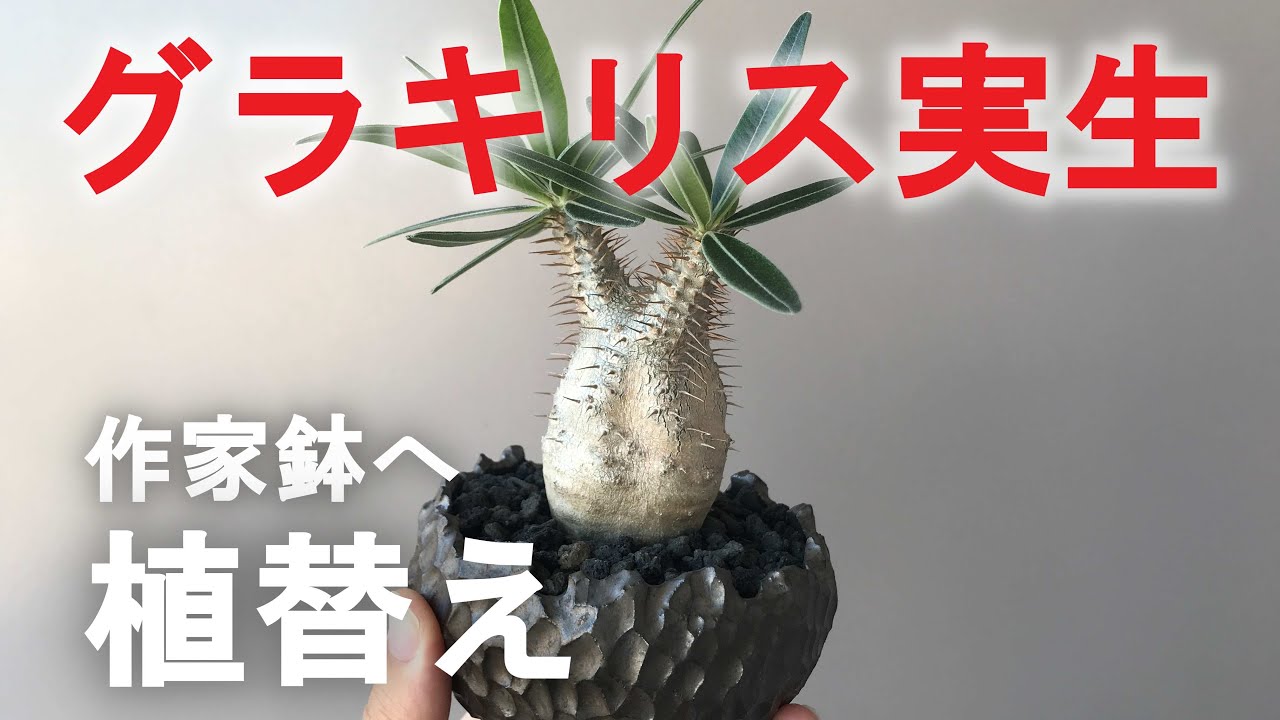 グラキリス実生5年生の植替え ポイントを解説