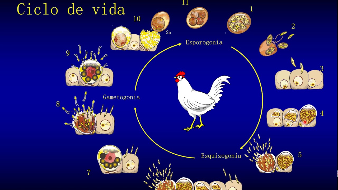 Aula 04   Eimeriose ou Coccidiose Aviária e Eimeria spp.