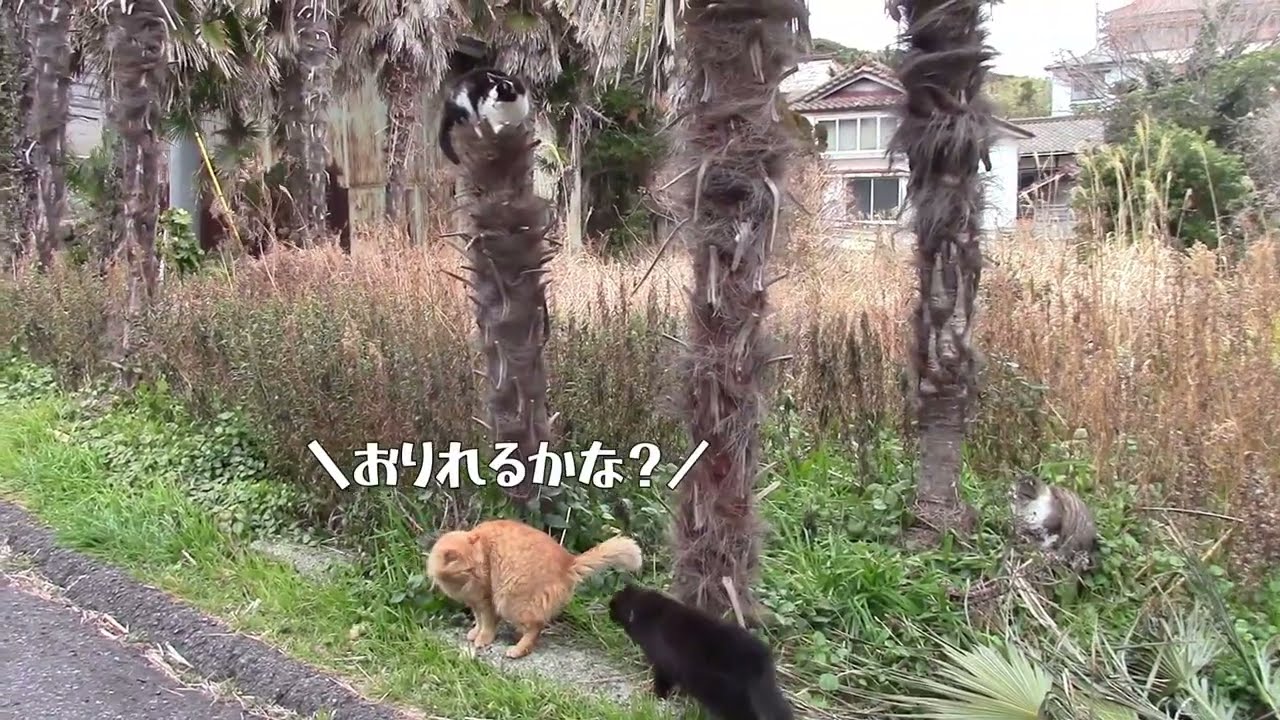 2026.2月 田代島 素速いねこさん