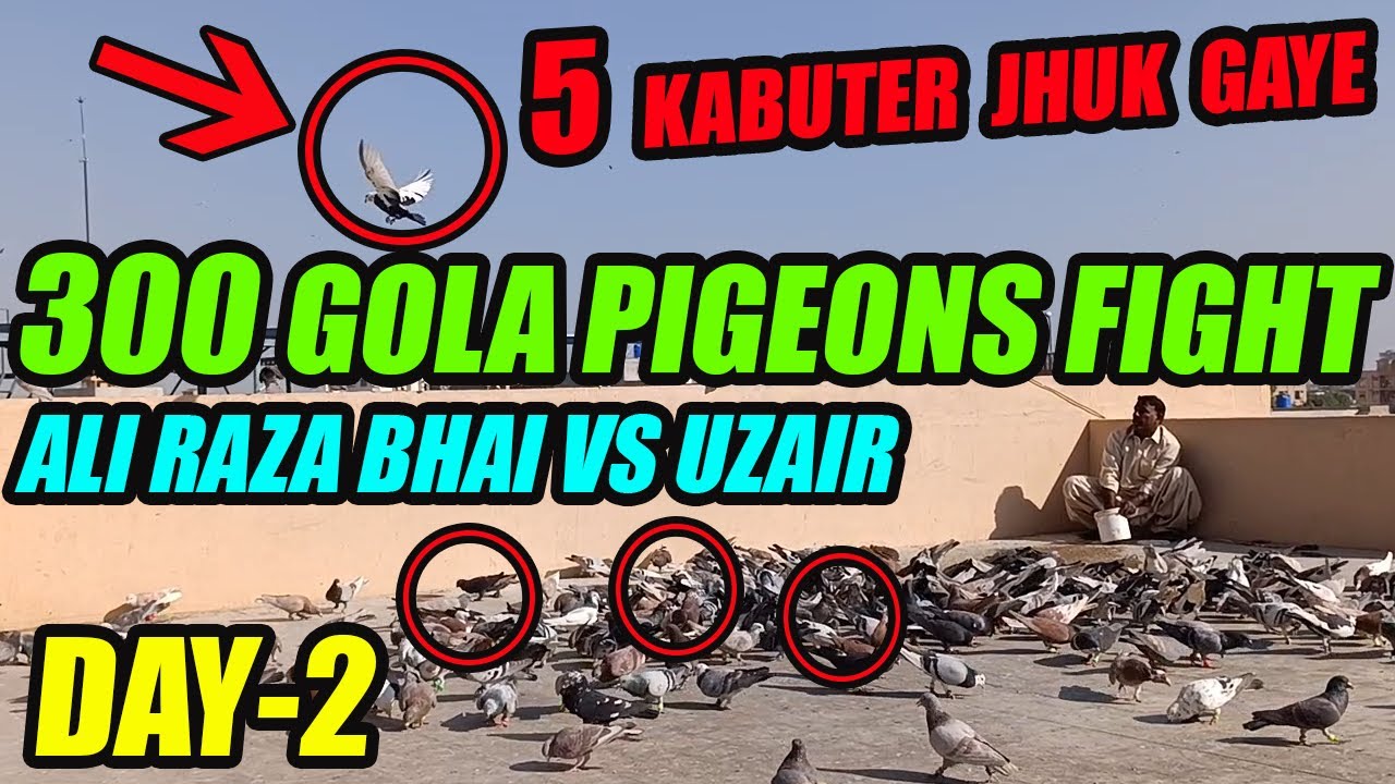 5 Kabuter Jhuk Gaye 300 Gola Pigeons Fight Day-2 Koray 300 Kabooter Larrayya Ali Raza Bhai VS Uzair