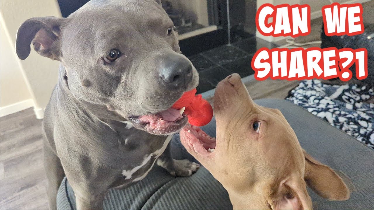 This Talking Pitbull Is Smarter Than You Can Imagine!