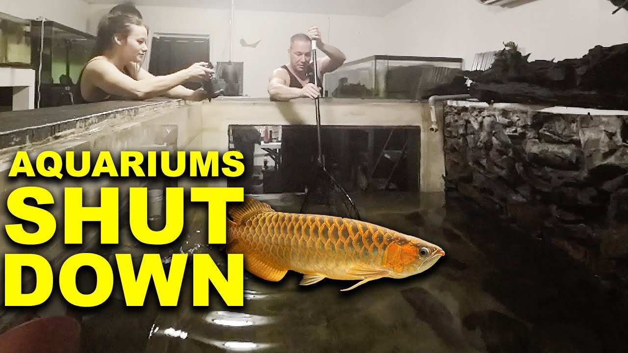 I SHUT DOWN my aquariums - The king of DIY