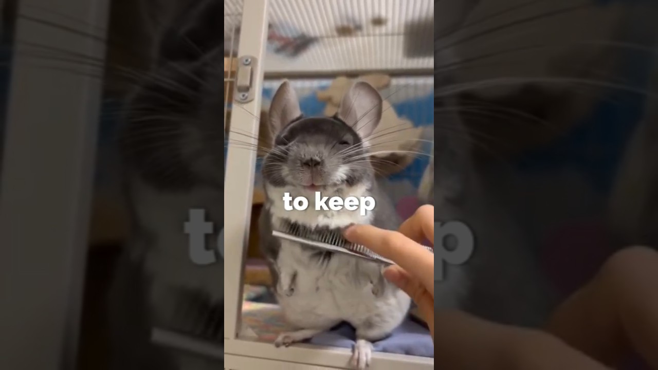 &laquo;Самое милое домашнее животное &mdash; шинцилла&raquo; #шорты #факты #животные