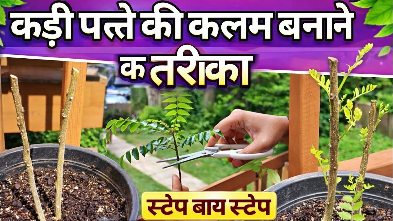 कड़ी पत्ते की कलम लगाने का सबसे आसान तरीक घर में बैठकर लगा सकते कड़ी पत्ते की कलम