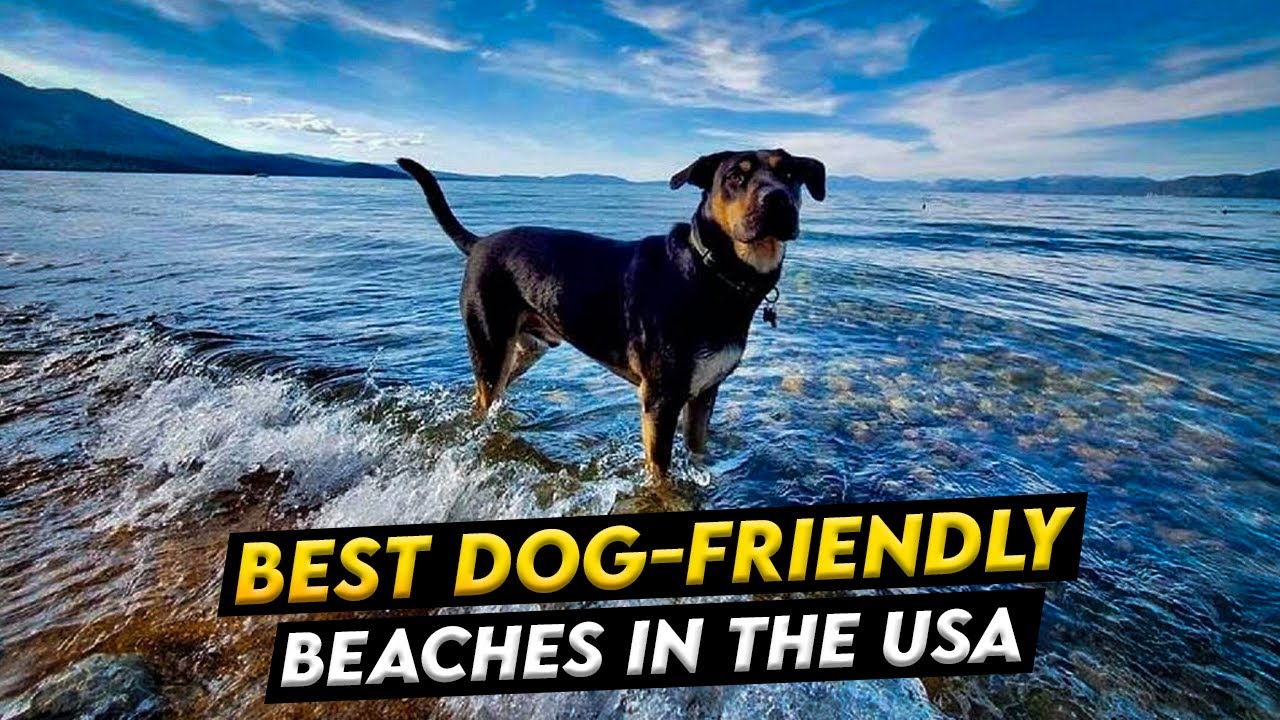 Best Dog Friendly Beaches In The USA