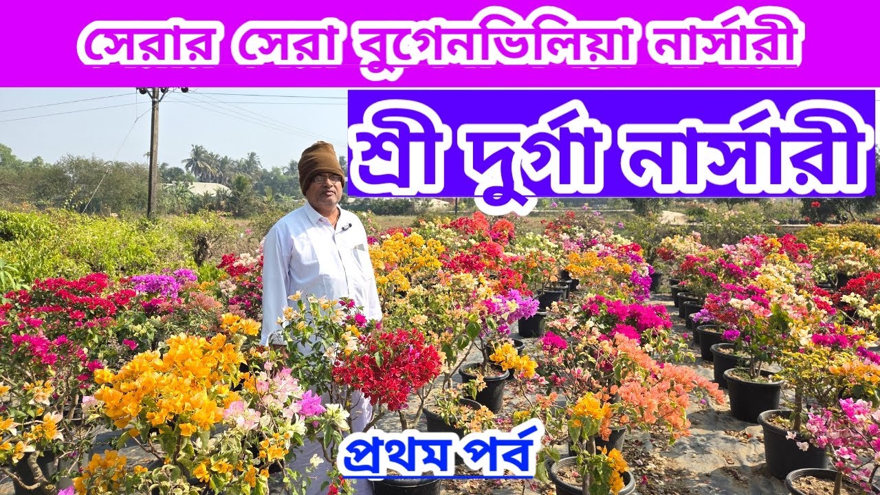 সেরার সেরা বুগেনভিলিয়ার নার্সারি শ্রী দুর্গা নার্সারি প্রথম পর্ব||Best Bougainvillea Nursery ||