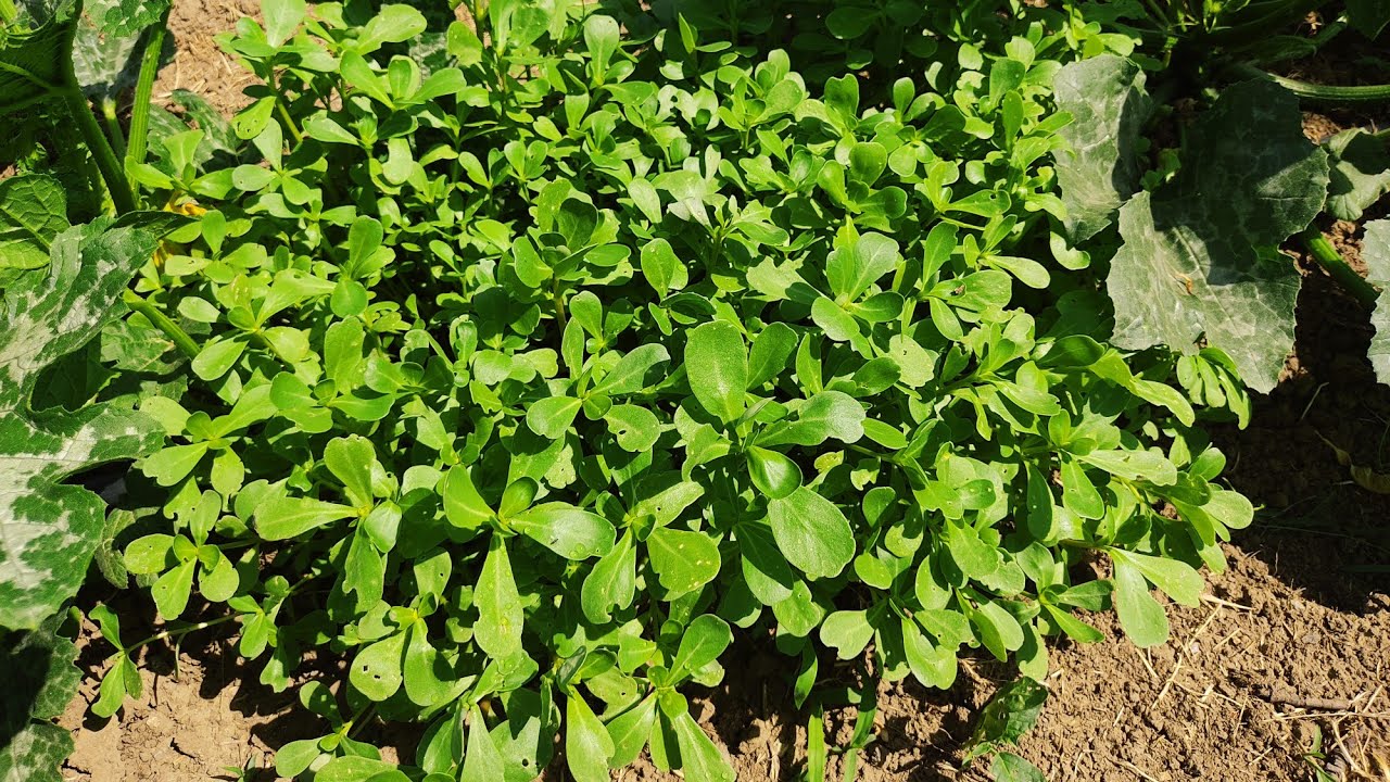 Gazete ile Tohum Çimlendirme Semizotu, Dereotu, Roka, Maydanoz, (Kolay Çimlendirme)