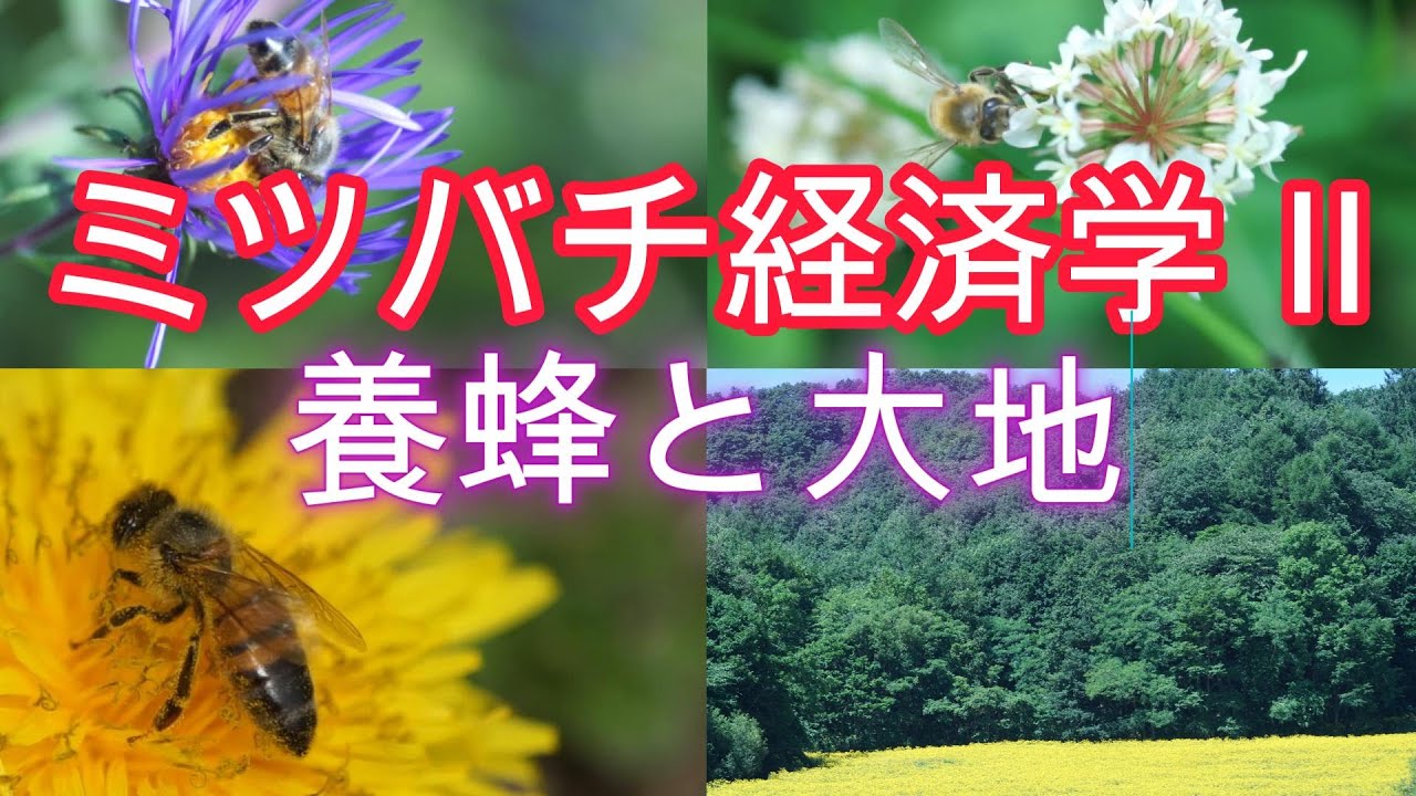 ミツバチ経済学 Ⅱ／養蜂と大地／山崎亮一／東京農工大学農業経済学講義2024／日英字幕付き／Beekeeping economics Ⅱ／Ryoichi Yamazaki／ Eng sub