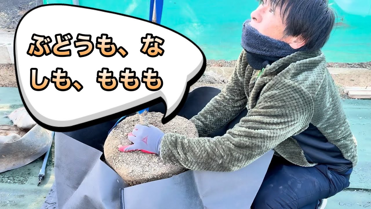 土作り！ぶどうも🍇なしも🍐ももも🍑これでOK‼️根域制限栽培