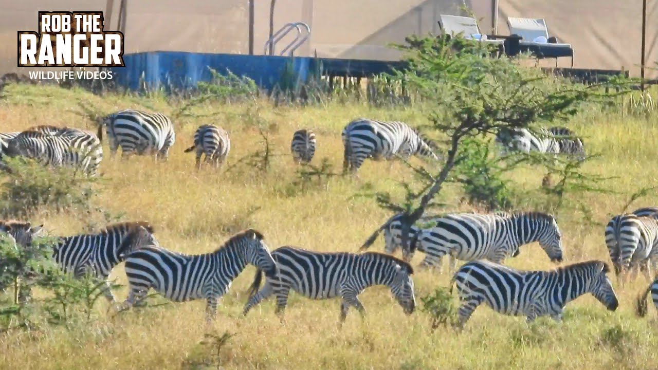 Want to See WILDLIFE Up Close? Zebras Visiting Lalashe Mara Ripoi Camp