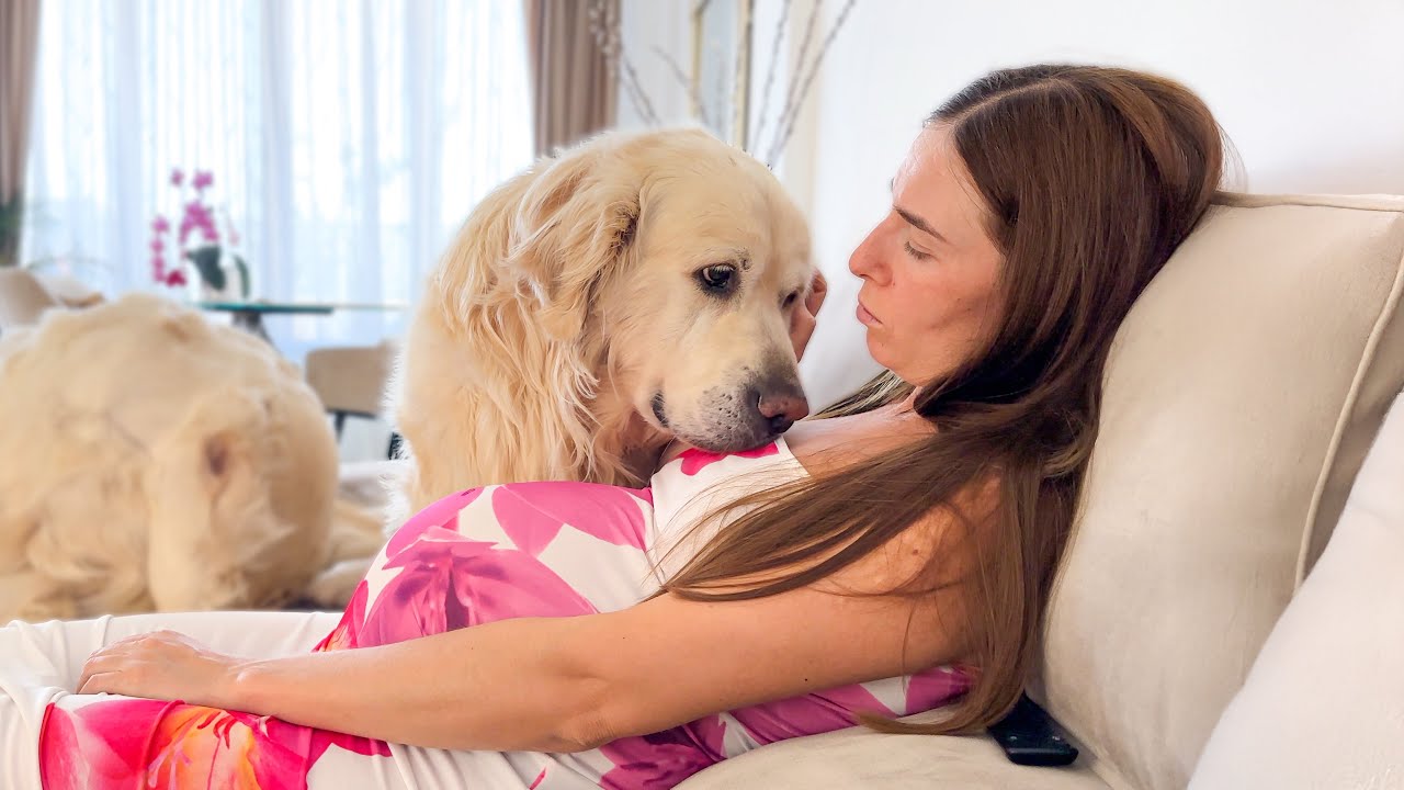 Golden Retriever Shows Love for Pregnant Woman