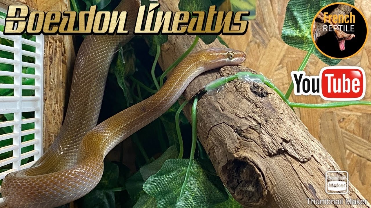 Boaedon fuliginosus/lineatus couleuvre africaine trop cool !!!!
