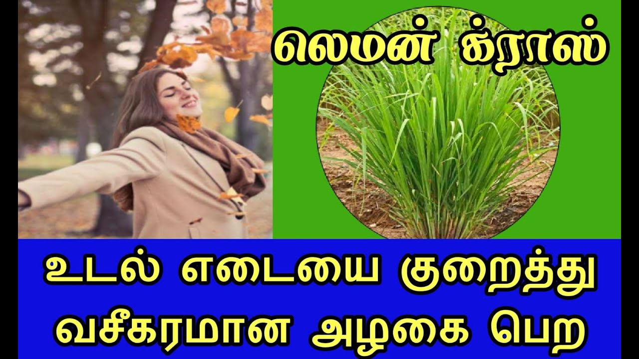 | LEMON GRASS |எலுமிச்சை புல்|Weight Reduction & Young Look | உடல் எடையை குறைத்து இளமையாக இருக்கலாம்