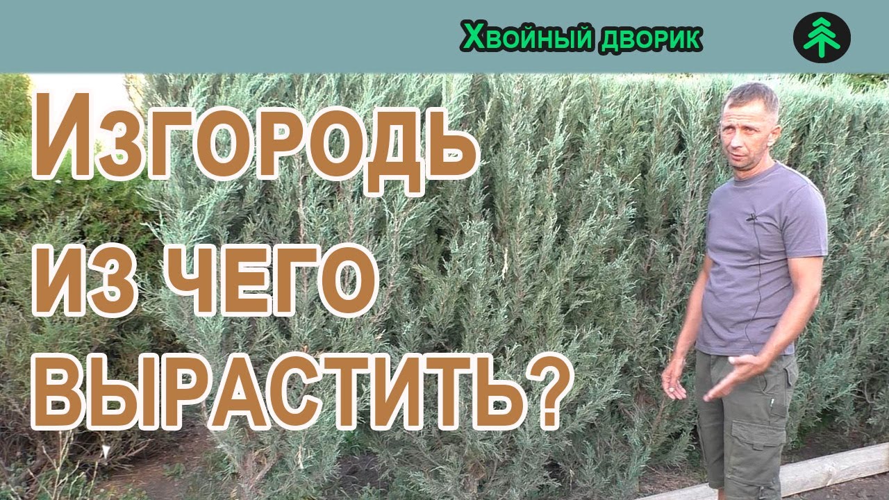Из чего сделать живую изгородь, какие хвойные лучше использовать на изгородь.