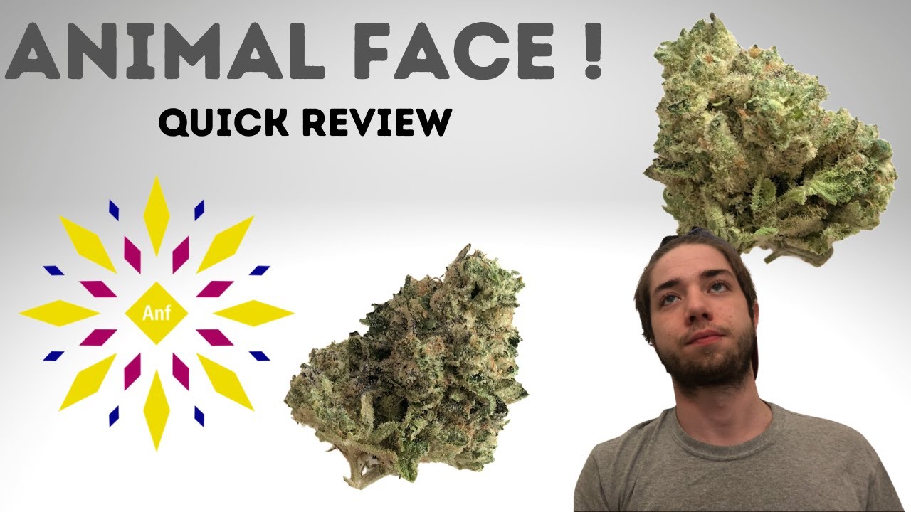 ANIMAL FACE ! FACE OFF OG X ANIMAL MINTS ! SATIVA HYBRID ! QUICK REVIEW !